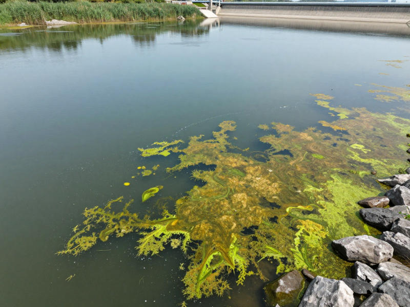 葉綠素a超標(biāo)導(dǎo)致的水體水華現(xiàn)象 葉綠素a超標(biāo)導(dǎo)致的水體水華現(xiàn)象